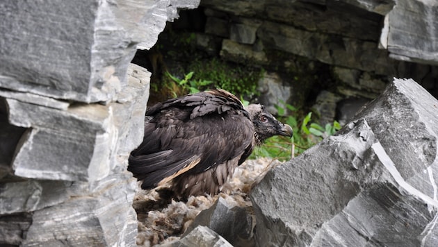 Auch die Bartgeier werden im Nationalpark-Gebiet unter die Lupe genommen. Seit Jahren finden Monitorings statt, die nun jeder Online verfolgen kann. (Bild: NPHT)