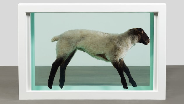 Lamm in Formaldehyd-Lösung: Damien Hirst, „Away from the Flock“, 1994 (Bild: © Damien Hirst and Science Ltd. All rights reserved/ Bildrecht, Wien 2025)
