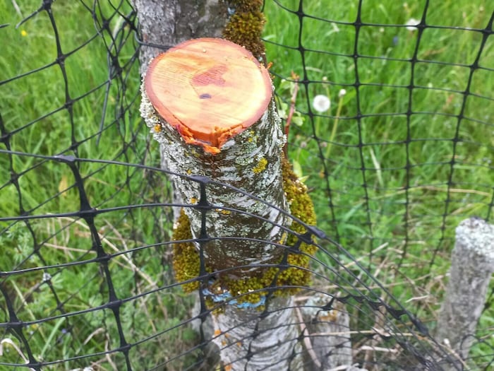Die Stämme wurden gekappt. 