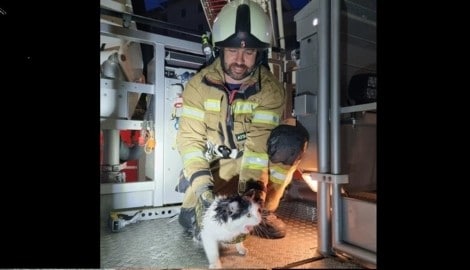 Die Katze wurde aus einer Dachrinne geborgen. (Bild: FF St. Johann im Pongau)