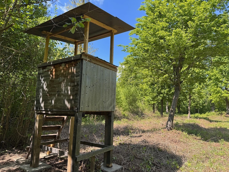 In der Nähe dieses Hochstandes im Bezirk Mattersburg ist ein Wolf entdeckt worden. (Bild: Grammer Karl)