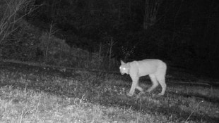 Bevor der Jäger den Luchs filmen konnte, tappte das Tier in eine Fotofalle.  (Bild: Wallner Hannes)