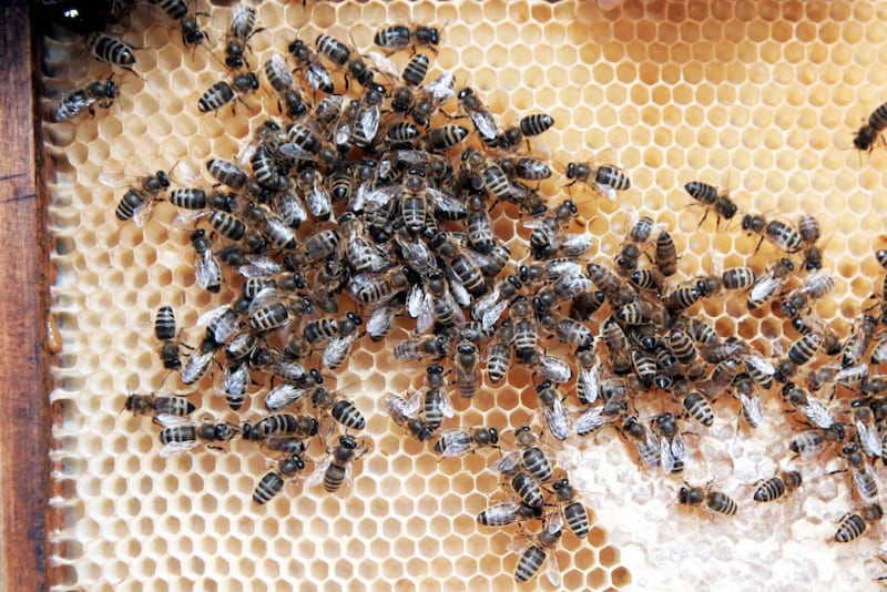Bienen auf einer Wabe.  (Bild: Reinhard Judt)