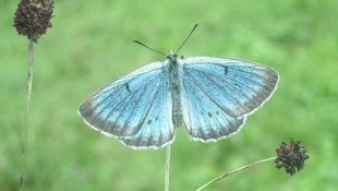 In den niederösterreichischen Blühoasen findet im ganzen Land auch der Ameisenbläuling Zuflucht. (Bild: Naturschutzbund)