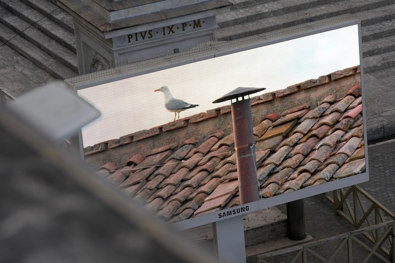 Diese Möwe ist jetzt weltberühmt: Seelenruhig sitzt sie minutenlang neben dem Schornstein, auf den an diesem Abend Millionen Augen gerichtet sind. (Bild: AP/Luca Bruno)