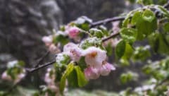 Die kommende Woche wird wärmer, als es die Bauernregeln vermuten lassen. Trotzdem raten Experten, empfindliche Pflanzen noch nicht ins Freie zu stellen. (Bild: Lana Kray - stock.adobe.com)
