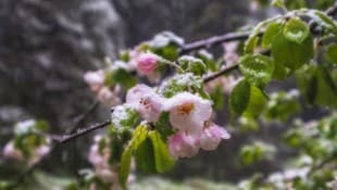 Die kommende Woche wird wärmer, als es die Bauernregeln vermuten lassen. Trotzdem raten ...