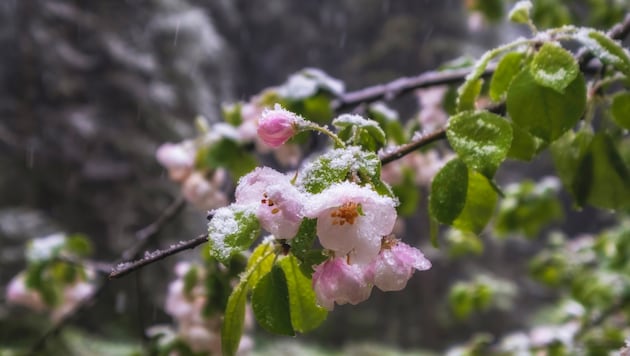 Die kommende Woche wird wärmer, als es die Bauernregeln vermuten lassen. Trotzdem raten Experten, empfindliche Pflanzen noch nicht ins Freie zu stellen. (Bild: Lana Kray - stock.adobe.com)