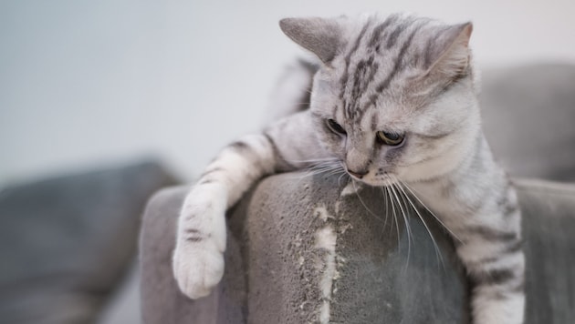 Die Katze wurde schwer verletzt (Symbolfoto)