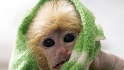 Eines der geretteten, erschöpften Äffchen, das nun wieder zu Kräften kommen soll.