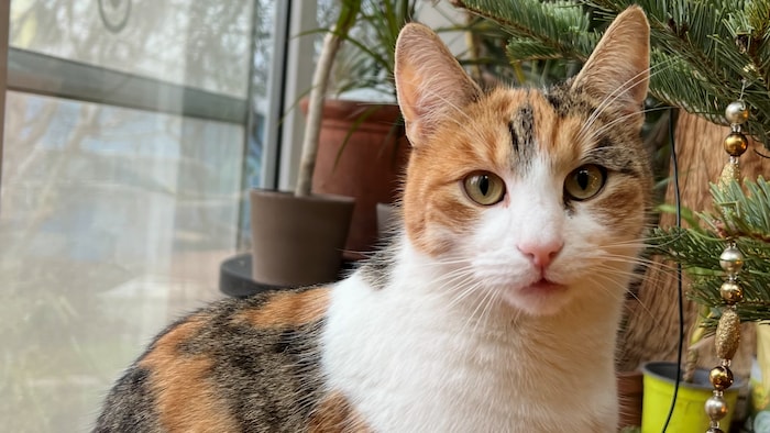 Wer hat Holly gesehen?