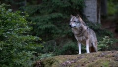 Mit deutlicher Mehrheit haben Abgeordnete des Europäischen Parlaments mit der Absenkung des Schutzstatus von Wölfen den Weg für ein nachhaltiges Wolfsmanagement in Europa geebnet. (Bild: Miller_Eszter - stock.adobe.com)