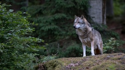 Mit deutlicher Mehrheit haben Abgeordnete des Europäischen Parlaments mit der Absenkung des Schutzstatus von Wölfen den Weg für ein nachhaltiges Wolfsmanagement in Europa geebnet. (Bild: Miller_Eszter - stock.adobe.com)