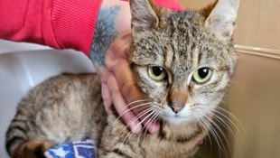 „Silbermond“ erholt sich von ihren schweren Verletzungen (Bild: Tierschutzverein St. Pölten)