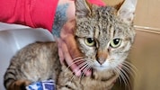 „Silbermond“ erholt sich von ihren schweren Verletzungen (Bild: Tierschutzverein St. Pölten)
