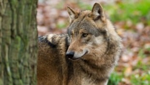 Ein Wolf hat laut aktuellen Testergebnissen eine Weide im Waldviertel heimgesucht. Der Bürgermeister fordert nun ein „umfassendes Wolfsmanagement“ im Sinne aller Beteiligten. (Bild: Ralph Frank)