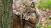 Im Ökosystem spielen die intelligenten Tiere laut WWF eine Schlüsselrolle.
