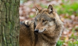 Wölfe müssen in Vorarlberg künftig auf der Hut sein.