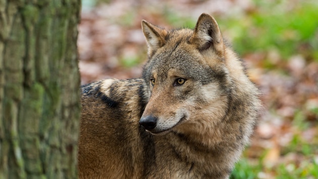Ein Wolf hat laut aktuellen Testergebnissen eine Weide im Waldviertel heimgesucht. Der Bürgermeister fordert nun ein „umfassendes Wolfsmanagement“ im Sinne aller Beteiligten. (Bild: Ralph Frank)