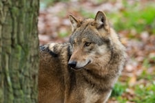 Ein Wolf hat laut aktuellen Testergebnissen eine Weide im Waldviertel heimgesucht. Der Bürgermeister fordert nun ein „umfassendes Wolfsmanagement“ im Sinne aller Beteiligten. (Bild: Ralph Frank)