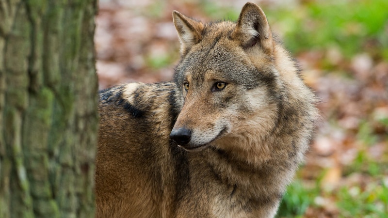 War es ein Wolf (Bild) oder doch ein Hund, der 14 Schafe auf einer Weide in der Altstadt von Drosendorf angegriffen hat? (Bild: Ralph Frank)
