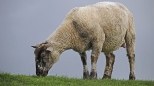 Der Riss geschah auf einer Weide im Gemeindegebiet von Drosendorf. (Bild: imageBROKER.com - stock.adobe.com)