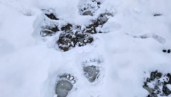 Neben anderer Hinweise wurden Bärenspuren im Schnee entdeckt.  (Bild: Frischmann)