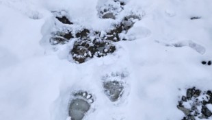 Spuren des Raubtieres wurden in einem Almgebiet im Schnee fotografiert. (Bild: Frischmann)