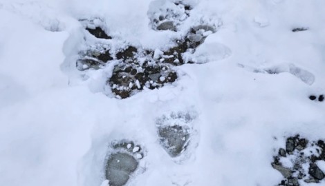 Neben anderer Hinweise wurden Bärenspuren im Schnee entdeckt.  (Bild: Frischmann)