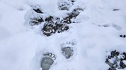 Neben anderer Hinweise wurden Bärenspuren im Schnee entdeckt. 