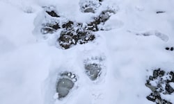 Spuren des Raubtieres wurden in einem Almgebiet im Schnee fotografiert.