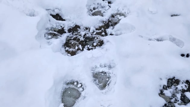 Spuren des Raubtieres wurden in einem Almgebiet im Schnee fotografiert. (Bild: Frischmann)