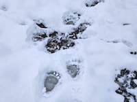 Spuren des Raubtieres wurden in einem Almgebiet im Schnee fotografiert.