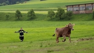 Das Kalb konnte unversehrt gefangen werden. (Bild: Thomas Zeiler)