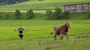 Das Kalb konnte unversehrt gefangen werden. (Bild: Thomas Zeiler)