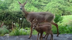 Schon wieder wurden zwei Rehe erschossen und tot im Wald liegen gelassen. (Symbolbild) (Bild: LJV OÖ/Böck)