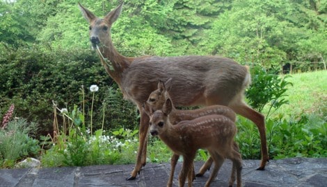 Schon wieder wurden zwei Rehe erschossen und tot im Wald liegen gelassen. (Symbolbild) (Bild: LJV OÖ/Böck)
