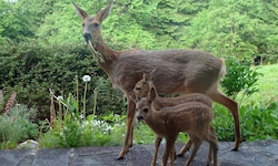 Hat Vorarlberg ein Wild-Problem?