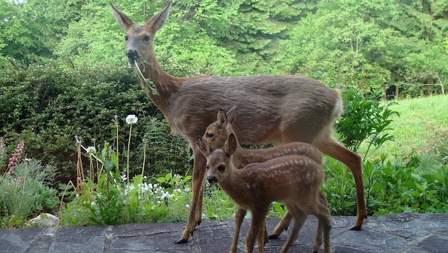Schon wieder wurden zwei Rehe erschossen und tot im Wald liegen gelassen. (Symbolbild) (Bild: LJV OÖ/Böck)