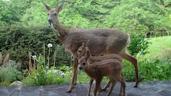 Hat Vorarlberg ein Wild-Problem?