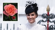 Prinzessin Kate wurde mit einer eigenen Rosenzüchtung geehrt, die auch noch Geld für die Krebsforschung einbringen soll.  (Bild: Krone KREATIV/Joanne Davidson / Camera Press / picturedesk.com, x.com/KensingtonRoyal)
