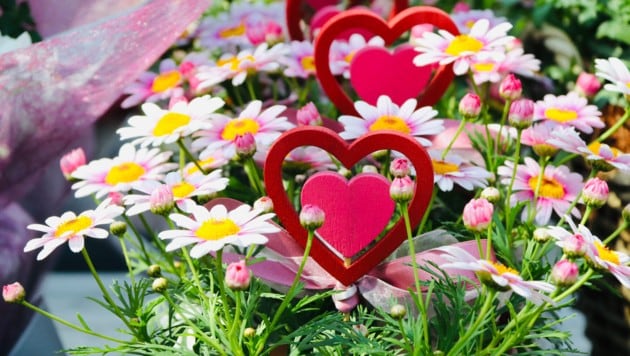 Am häufigsten werden Blumen zum Muttertag geschenkt. (Bild: Jauschowetz Christian)
