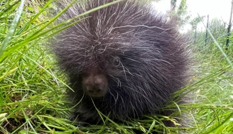 Im hohen Gras sind die schwarzen Knäuel kaum zu sehen.  (Bild: Zoo Salzburg)