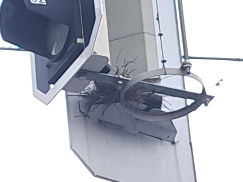 Erst kürzlich rückte die Stadttaubenrettung aus, um ein Taubennest auf einer Ampel in der Grazer Straße zu entfernen.  (Bild: Stadttaubenhilfe Wiener Neustadt)