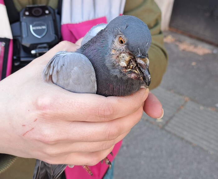 Viele Tauben brauchen auch medizinische Versorgung.