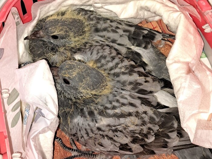 Gerettete Taubenküken