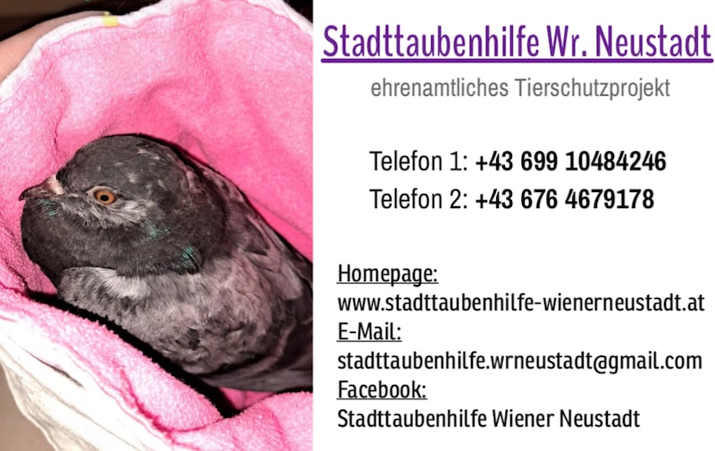 Freiwillige Helfer werden laufend gesucht.  (Bild: Stadttaubenhilfe Wiener Neustadt)