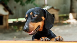 Der süße Dackelblick ist schlicht unwiderstehlich.