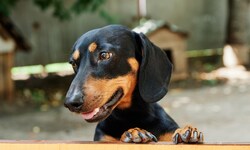 Hunde können den Informationswert ihrer Handlungen verstehen, wie eine neue Studie belegt ...