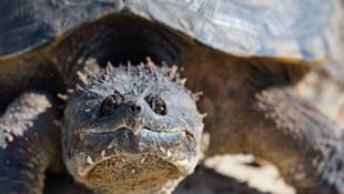 „Gabi“ wurde vermutlich in einem Fluss ausgesetzt. Das Kiefer von Geierschildkröten ist so stark, dass sie mühelos Besenstiele durchbeißen können. (Bild: JEREMY FELTY (Symbolbild))